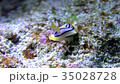 Okinawa sea navy sea slug 35028728