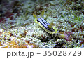 Okinawan sea rear view of a sea slug 35028729