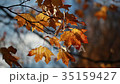 autumn yellow leaves of maple on a tree sunlit blu 35159427