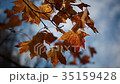 autumn yellow leaves of maple on a tree sunlit blu 35159428