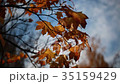 autumn yellow leaves of maple on a tree sunlit blu 35159429
