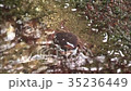 沢ガニ 35236449