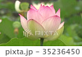 かわいい蓮の花 35236450