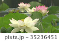 蓮の池 35236451