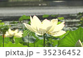 白い蓮の花 35236452