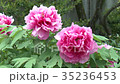牡丹の花 35236453
