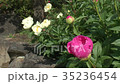 牡丹園 35236454