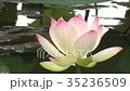睡蓮の花 35236509
