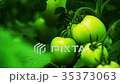Green Tomato in the Greenhouse 35373063