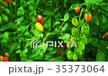 Growing Tomatoes in a Greenhouse in Winter 35373064