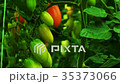 Growing Tomatoes in a Greenhouse in Winter 35373066