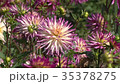 風になびくダリアの花 35378275