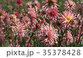 咲き誇るダリアの花 35378428