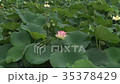 蓮の花にせまる 35378429