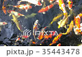 Colorful of fish or fancy carp swimming and eating 35443478