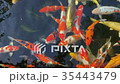 Colorful of fish or fancy carp swimming and eating 35443479