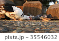 鳥 食べる 食事をする 35546032