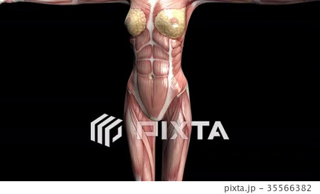 人体解剖　perming3DCG 映像素材の動画素材