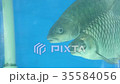 Two Grey Fish Background 35584056