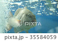 Big-Lipped Fish Near Bubbles 35584059