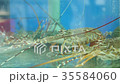 Shrimp in Tank Background 35584060