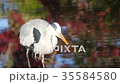 White and Grey Bird Eats Near Pond 35584580