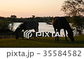 Zebras Graze at Sunrise 35584582