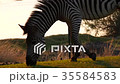 Zebra Eats Grass Closeup 35584583