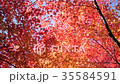 Looking Up at Autumn Leaves and Sky 35584591