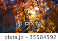 Sunlight Dancing Through Golden Autumn Leaves 35584592