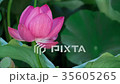 蓮 #008 蓮 #008 35605265