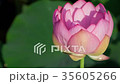 蓮 #009 蓮 #009 35605266