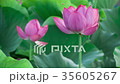 蓮 #010 蓮 #010 35605267