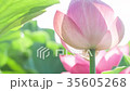 蓮 #011 蓮 #011 35605268