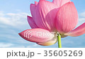 蓮 #012 蓮 #012 35605269