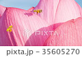 蓮 #013 蓮 #013 35605270