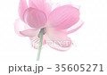 蓮 #014 蓮 #014 35605271