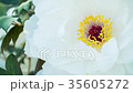 牡丹 #001 牡丹 #001 35605272