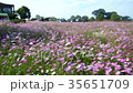 Kirishimagaoka Park Cosmos 35651709