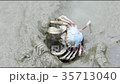 Monk crab burrowing 35713040