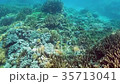 Underwater coral reef 35713041