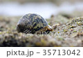 Snail crawling 35713042