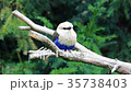Beautiful Blue-Bellied Roller, Coracias Cyanogaste 35738403