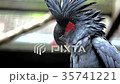 Head of a Beautiful Black Palm Cockatoo  35741221