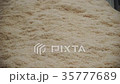 Plant, sawdust, sawdust close-up, out side 35777689