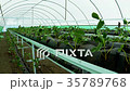 Strawberry. cultivation in the greenhouse 35789768