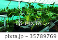 Growing strawberries in greenhouses. 35789769