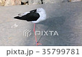 Sleeping Black-Winged Stilt Himantopus Himantopus 35799781