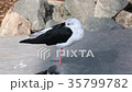 Sleeping Black-Winged Stilt Himantopus Himantopus 35799782