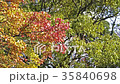 紅葉したカエデ 35840698